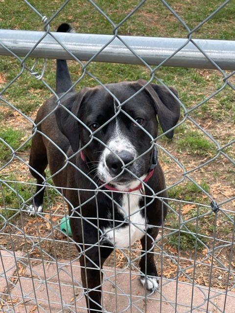 River, an adoptable Mixed Breed, Terrier in Lapeer, MI, 48446 | Photo Image 1