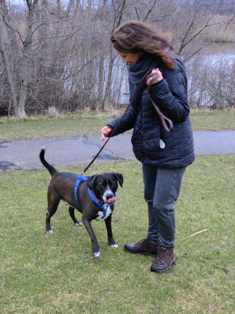 River, an adoptable Mixed Breed, Terrier in Lapeer, MI, 48446 | Photo Image 3