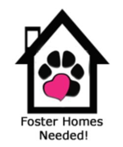Foster Homes Needed