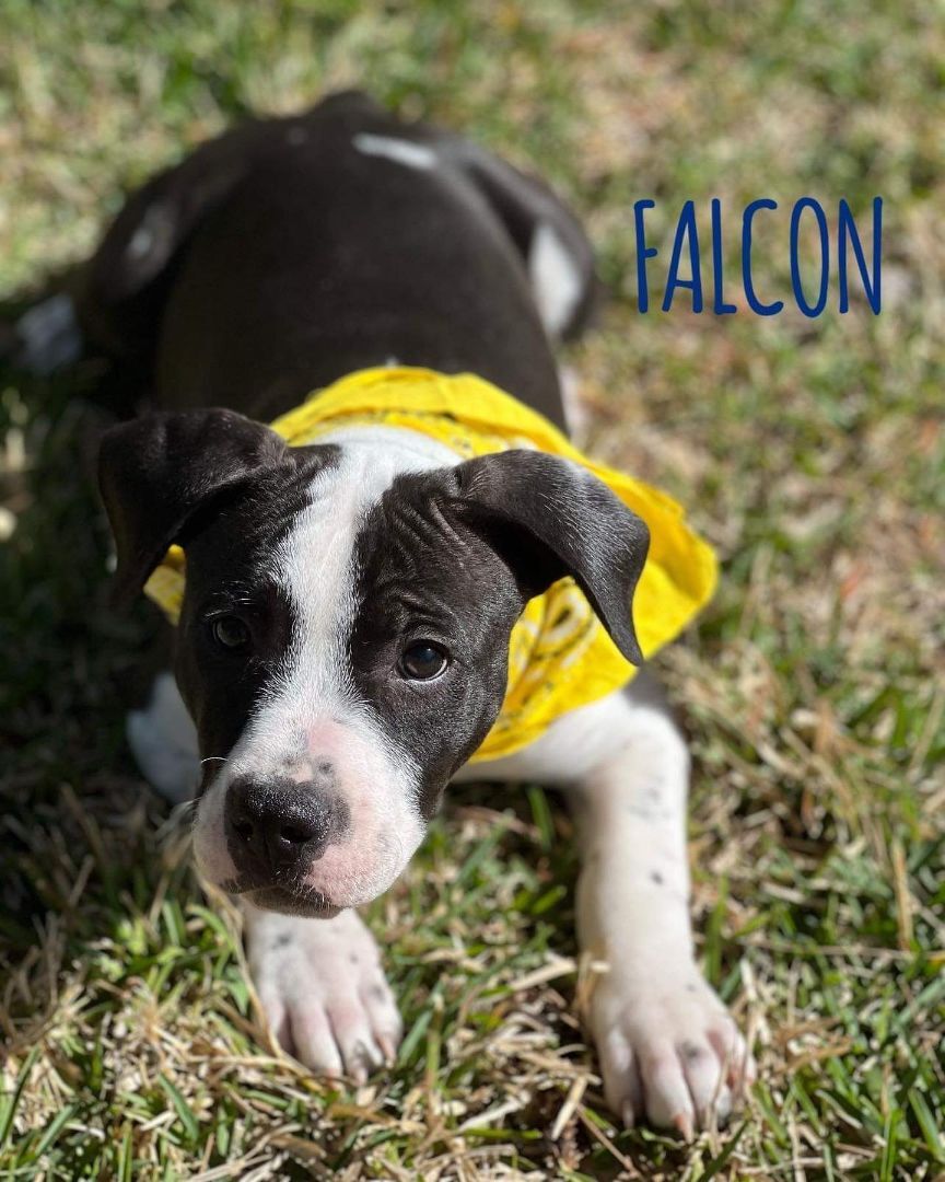 Falcon