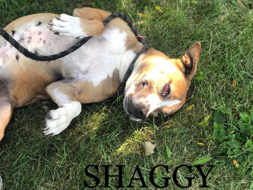 Shaggy, an adoptable Boxer in Marion, IN, 46953 | Photo Image 2