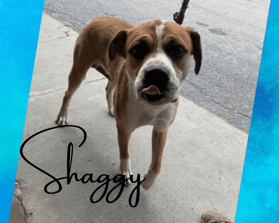 Shaggy, an adoptable Boxer in Marion, IN, 46953 | Photo Image 1