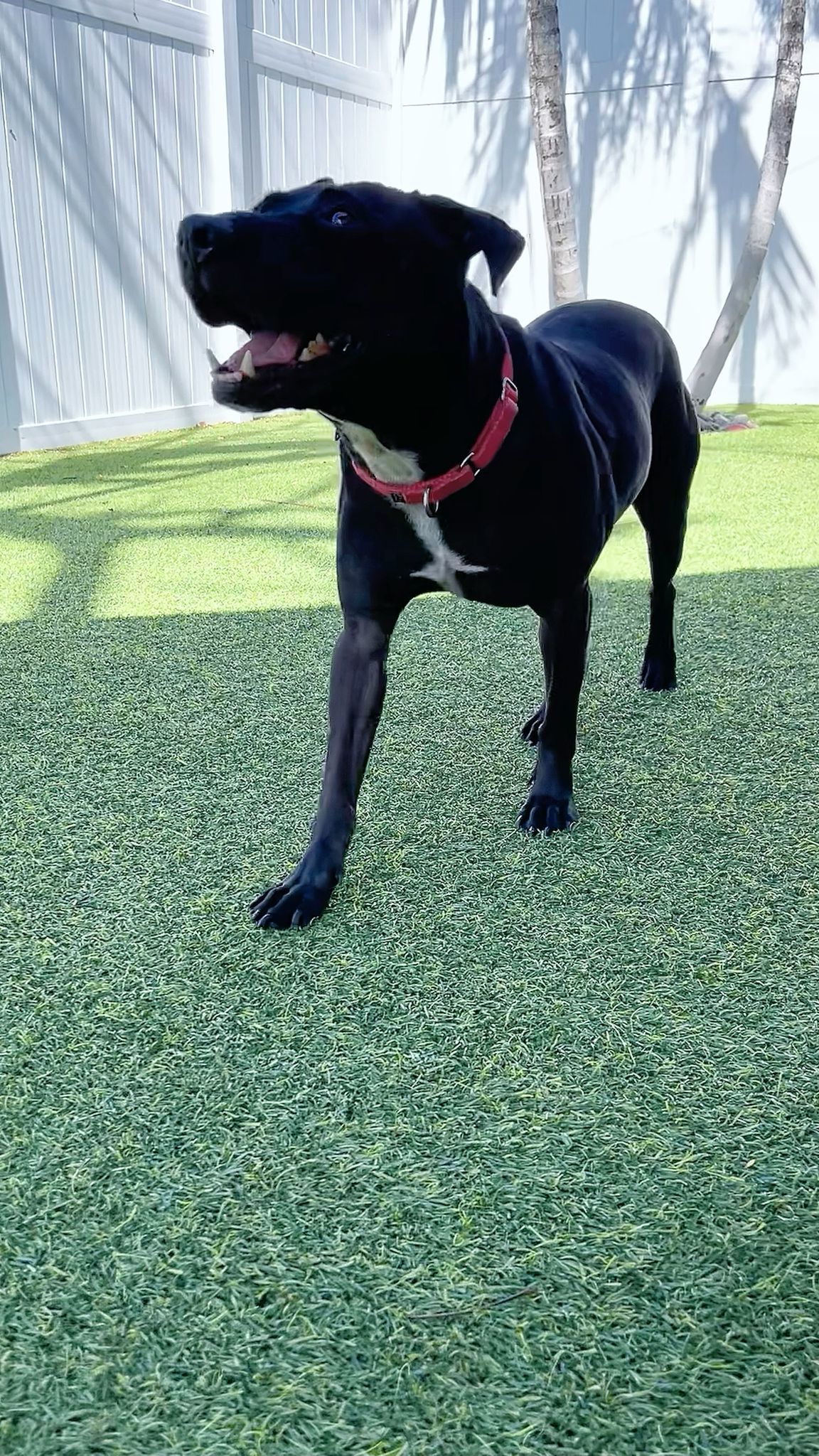 Batman, an adoptable Pit Bull Terrier in Pompano Beach, FL, 33062 | Photo Image 1