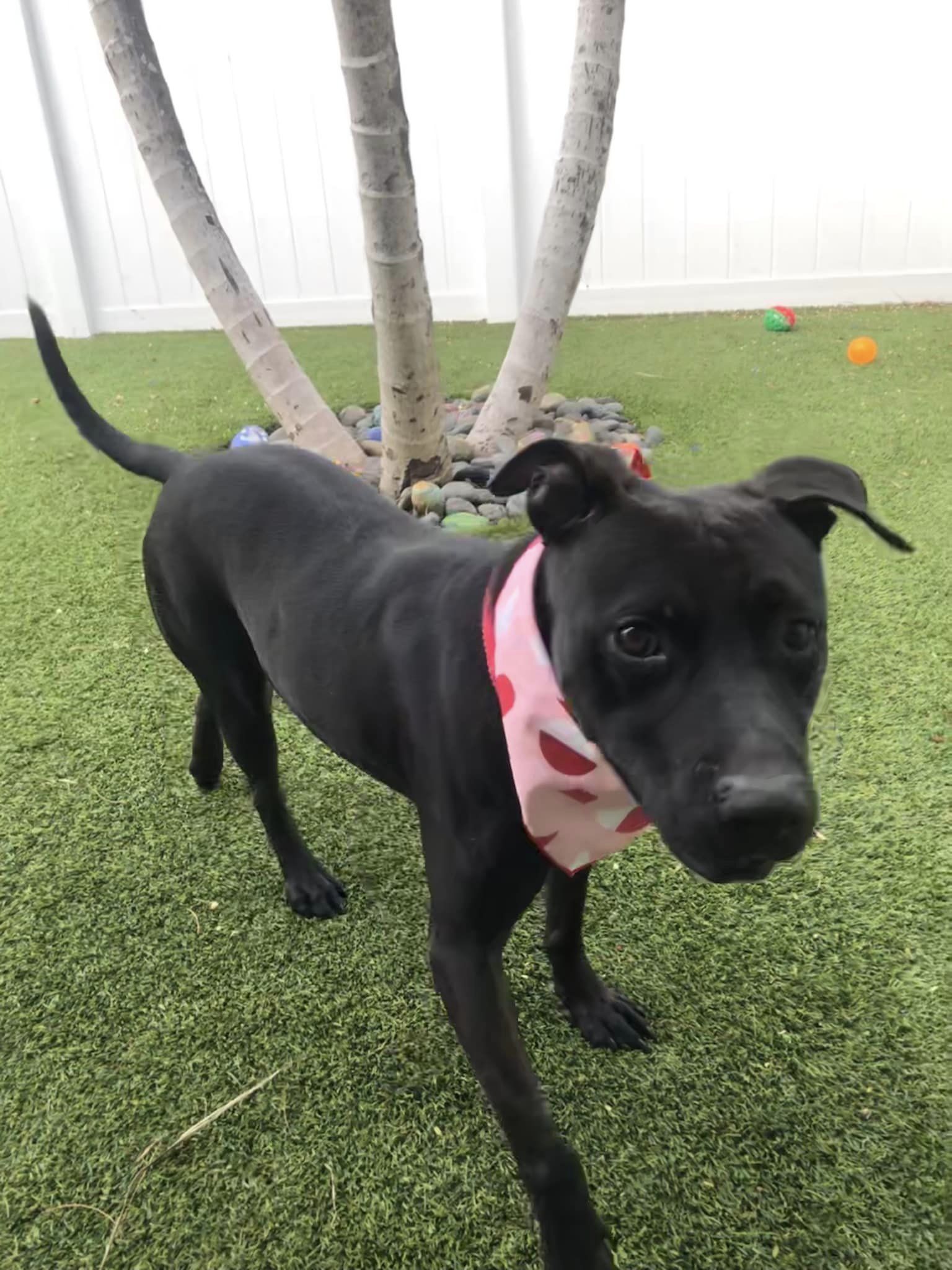 Batman, an adoptable Pit Bull Terrier in Pompano Beach, FL, 33062 | Photo Image 2