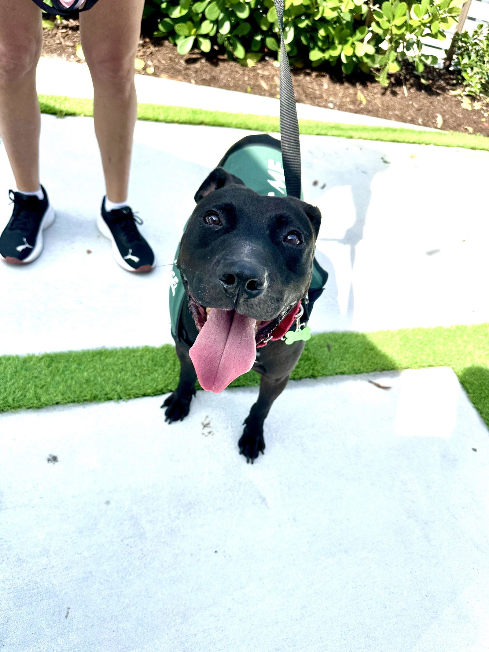 Batman, an adoptable Pit Bull Terrier in Pompano Beach, FL, 33062 | Photo Image 3