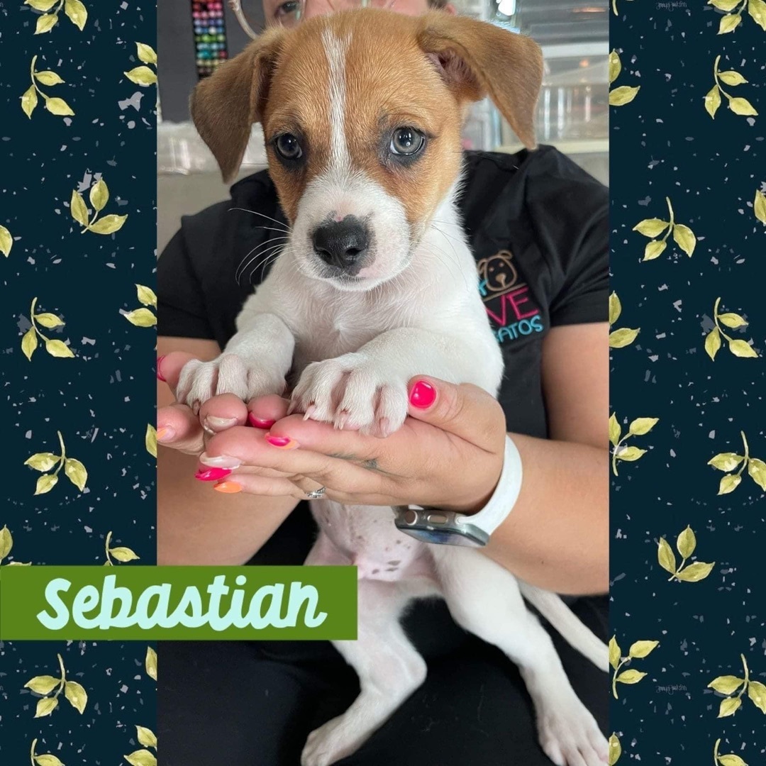 Sebastian