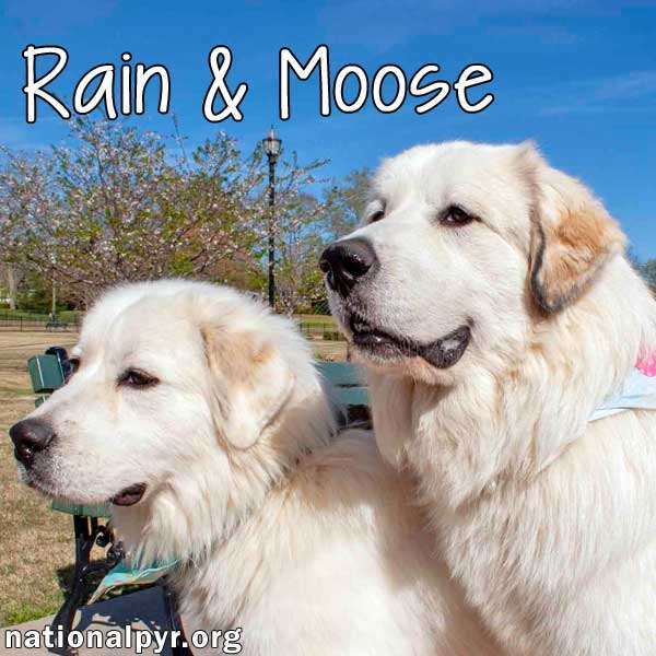 Moose & Rain in GA - Sweet PYRfect Pair!