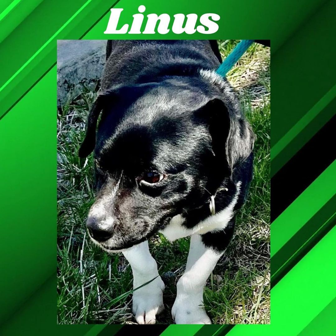 Linus