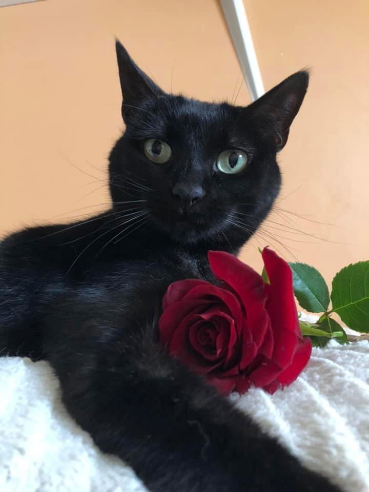 Purrcie, an adoptable Domestic Short Hair in Eureka, MO, 63025 | Photo Image 1