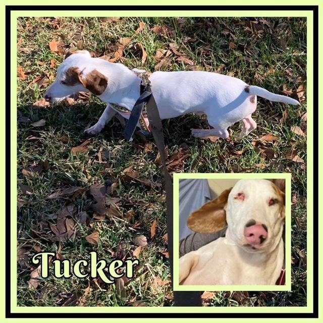 Tucker