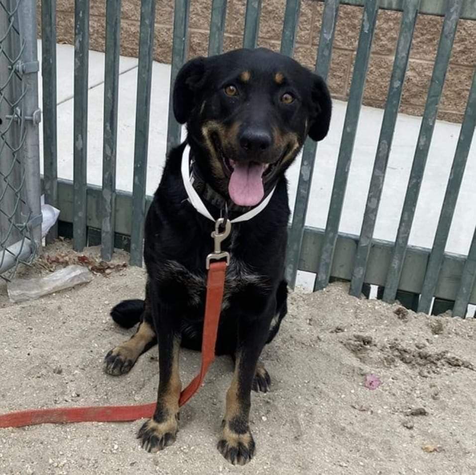 Dani (female), an adoptable Shepherd in San Diego, CA, 92108 | Photo Image 1