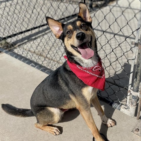 south bend animal control lost and found