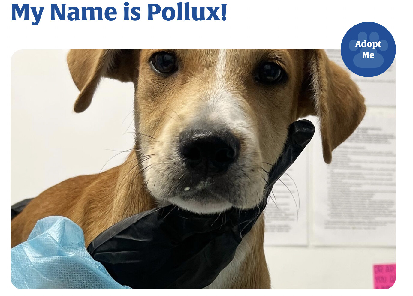 Pollux