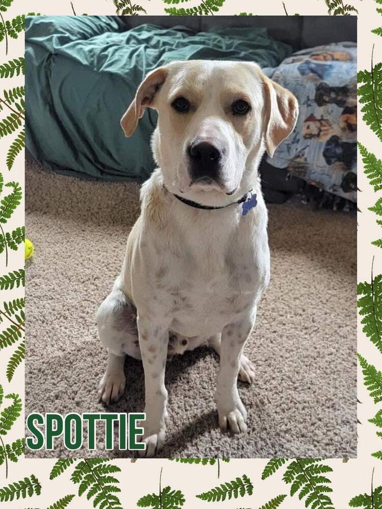 Spottie