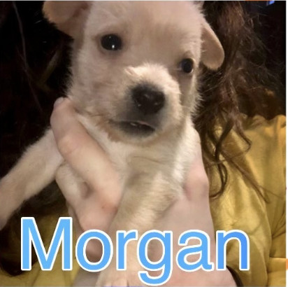 Morgan