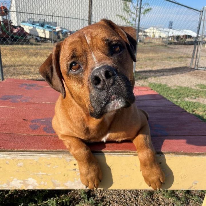 Tank, an adoptable Boxer & Rottweiler Mix in Great Falls, MT_image-2