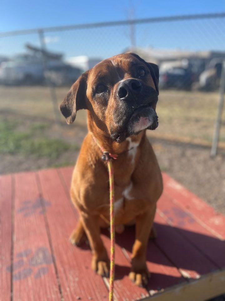 Tank, an adoptable Boxer & Rottweiler Mix in Great Falls, MT_image-1