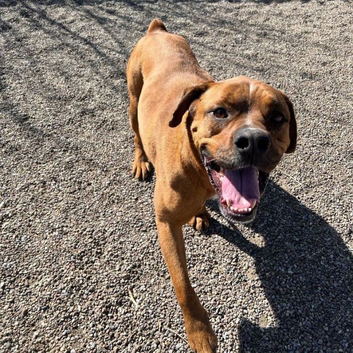Tank, an adoptable Boxer & Rottweiler Mix in Great Falls, MT_image-3