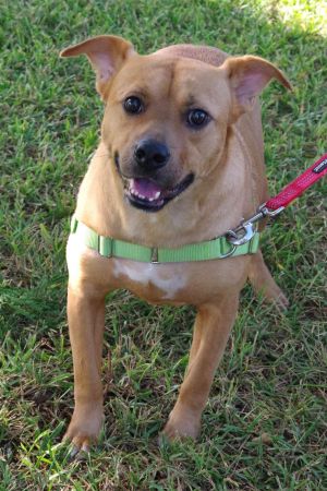 Hi my name is Peanut I am approximately 4 years old and weigh 47 pounds I came to PAWS4you from