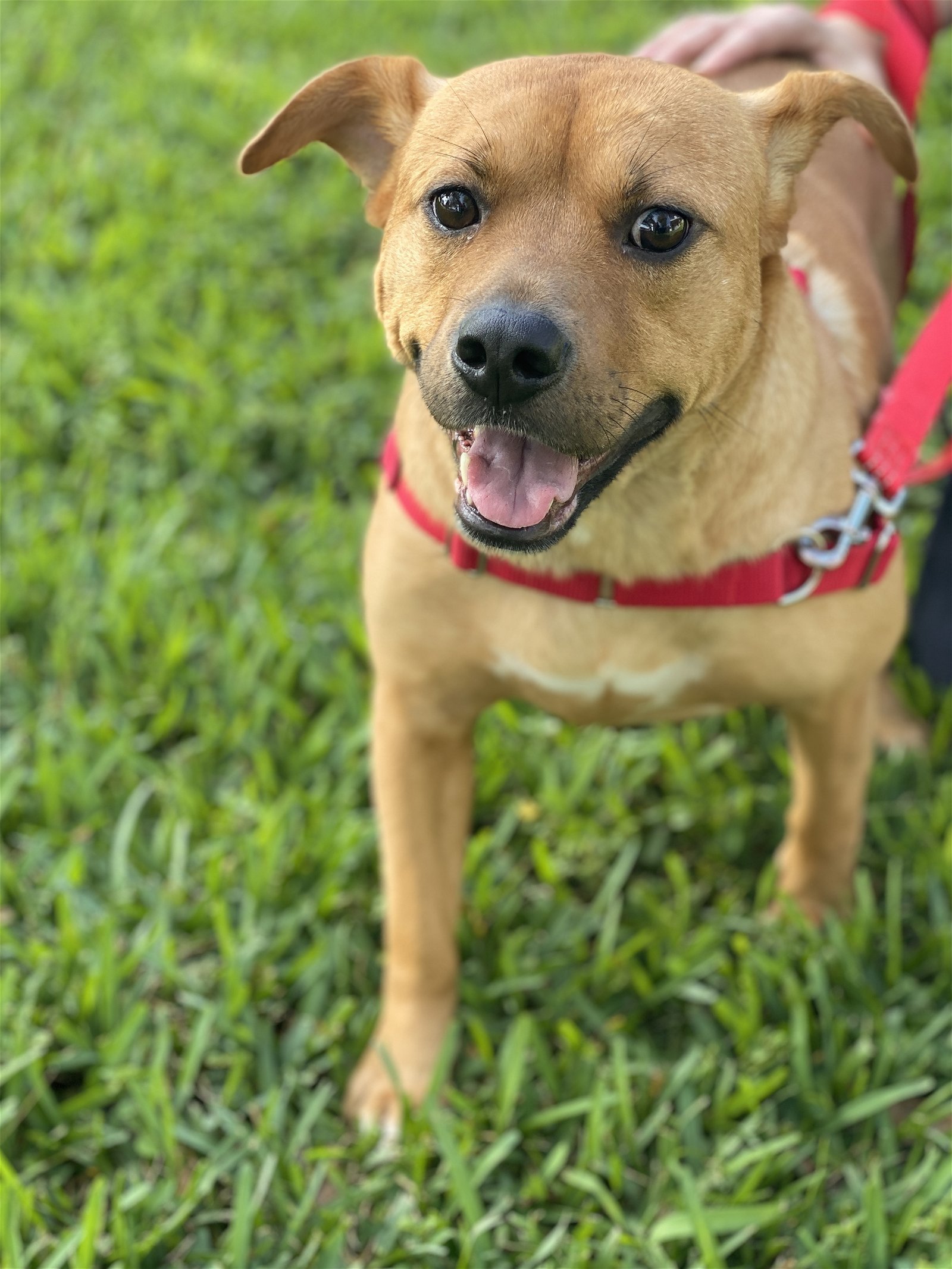 Peanut, an adoptable Carolina Dog in Miami, FL, 33158 | Photo Image 2