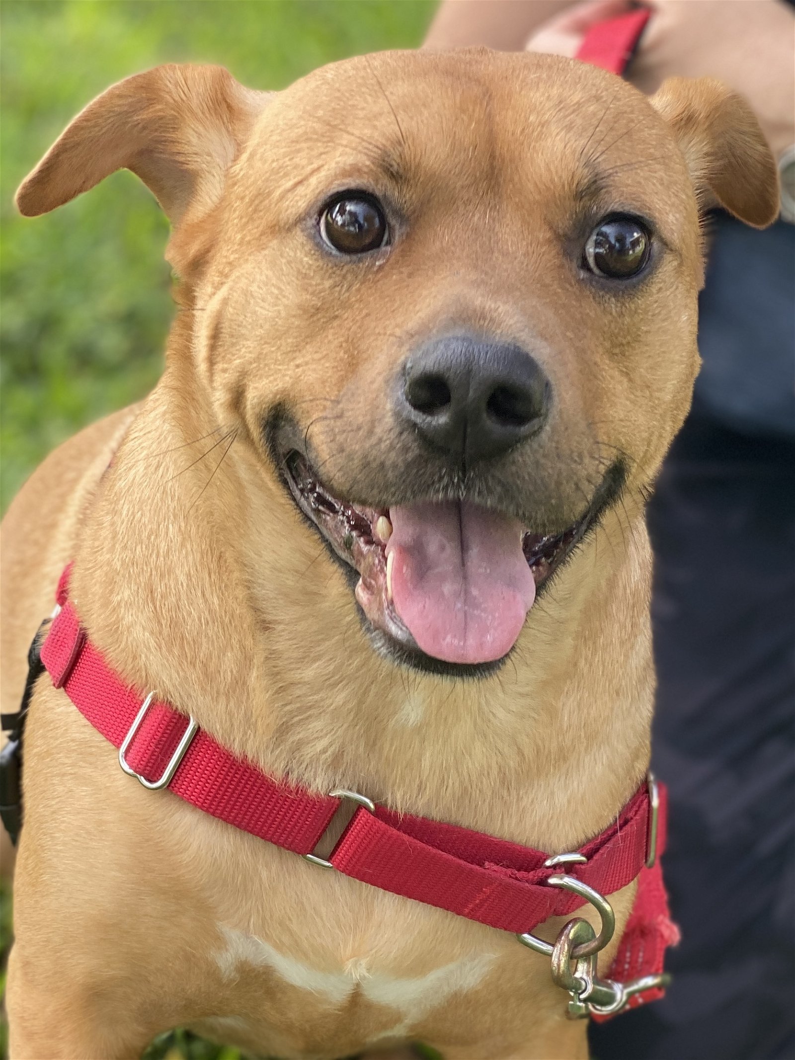 Peanut, an adoptable Carolina Dog in Miami, FL, 33158 | Photo Image 3