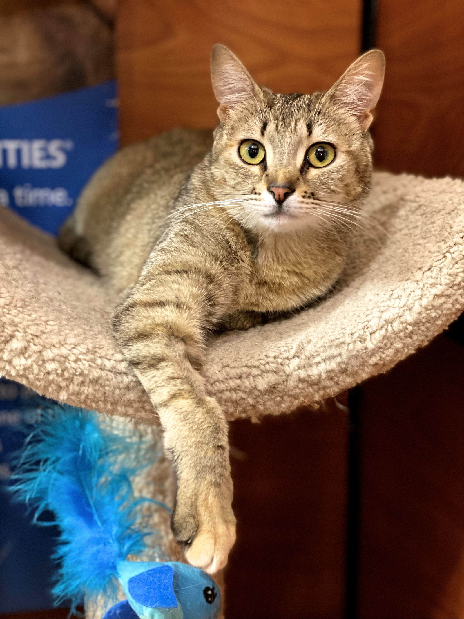 Tiger Lily, an adoptable Domestic Short Hair, Tabby in San Diego, CA, 92171 | Photo Image 2