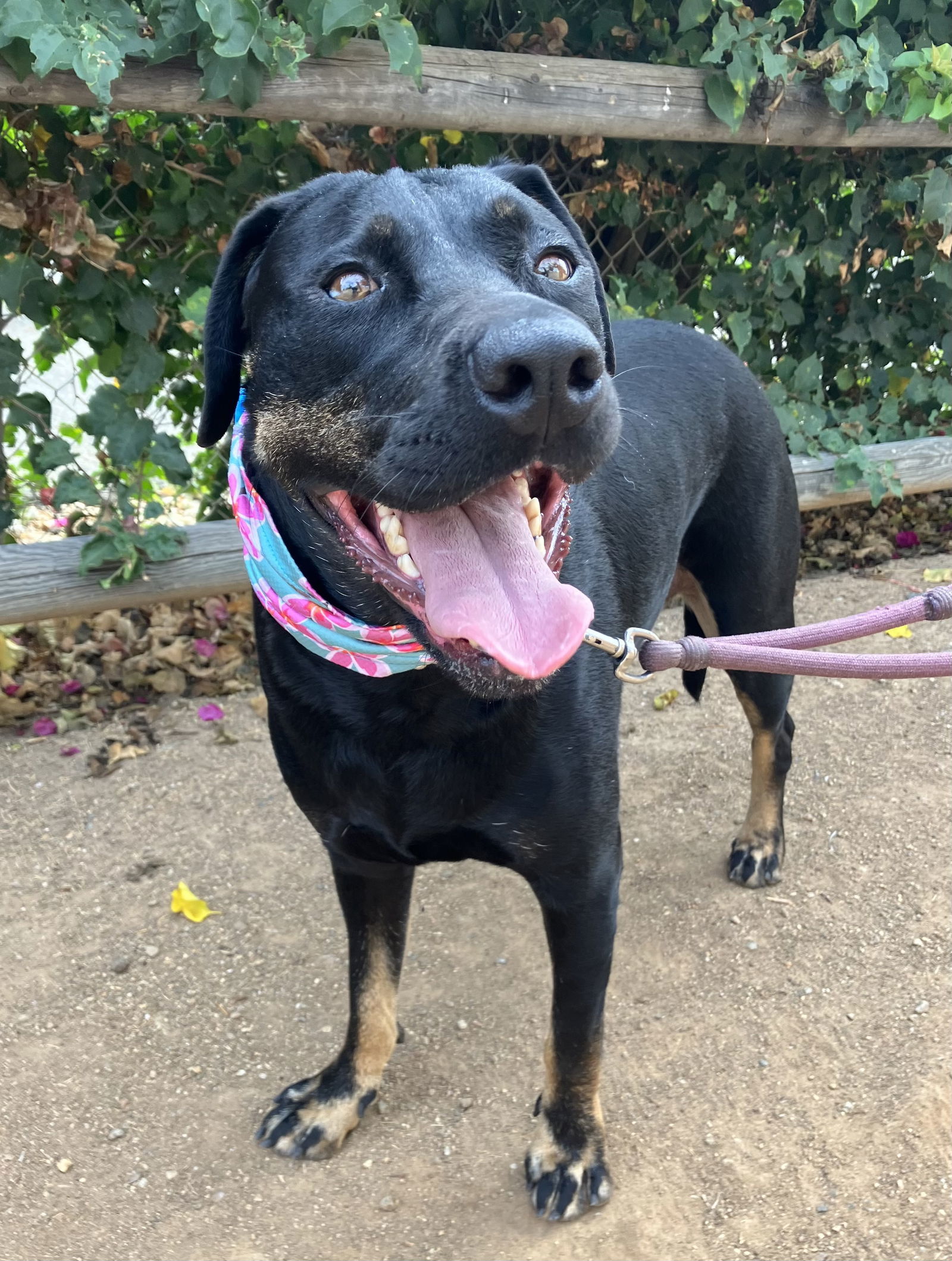 Penny (formally Patty), an adoptable Labrador Retriever in San Diego, CA, 92108 | Photo Image 1