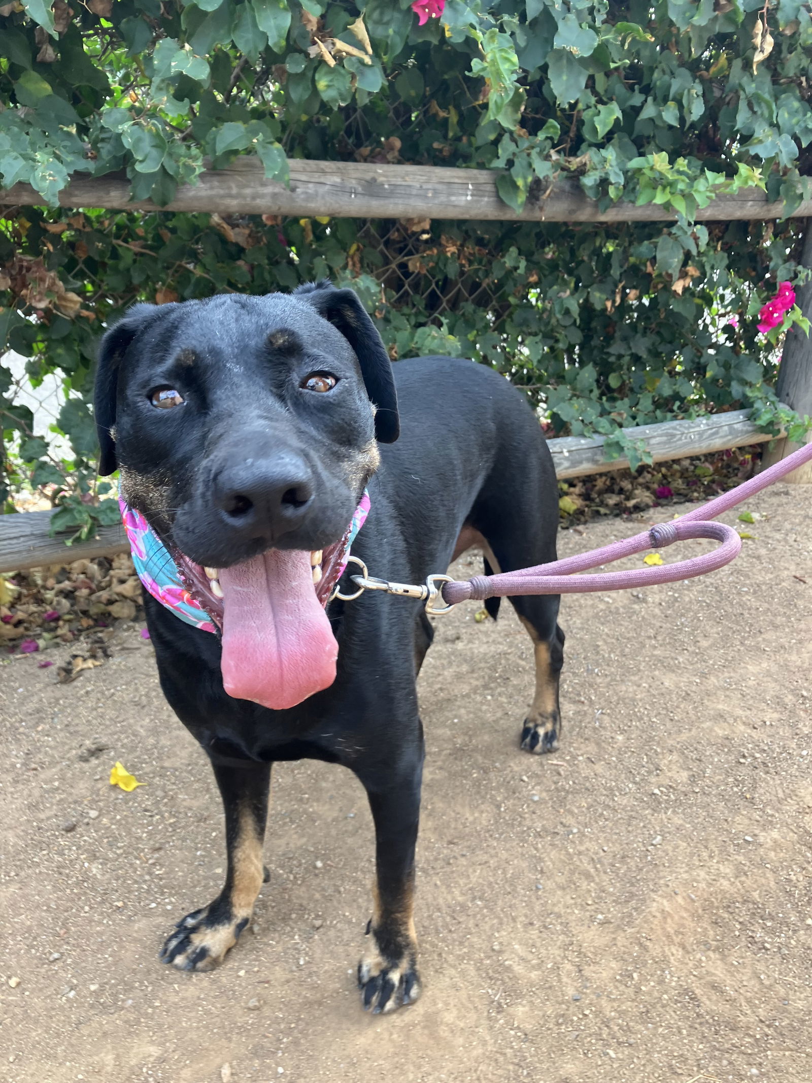 Penny (formally Patty), an adoptable Labrador Retriever in San Diego, CA, 92108 | Photo Image 2