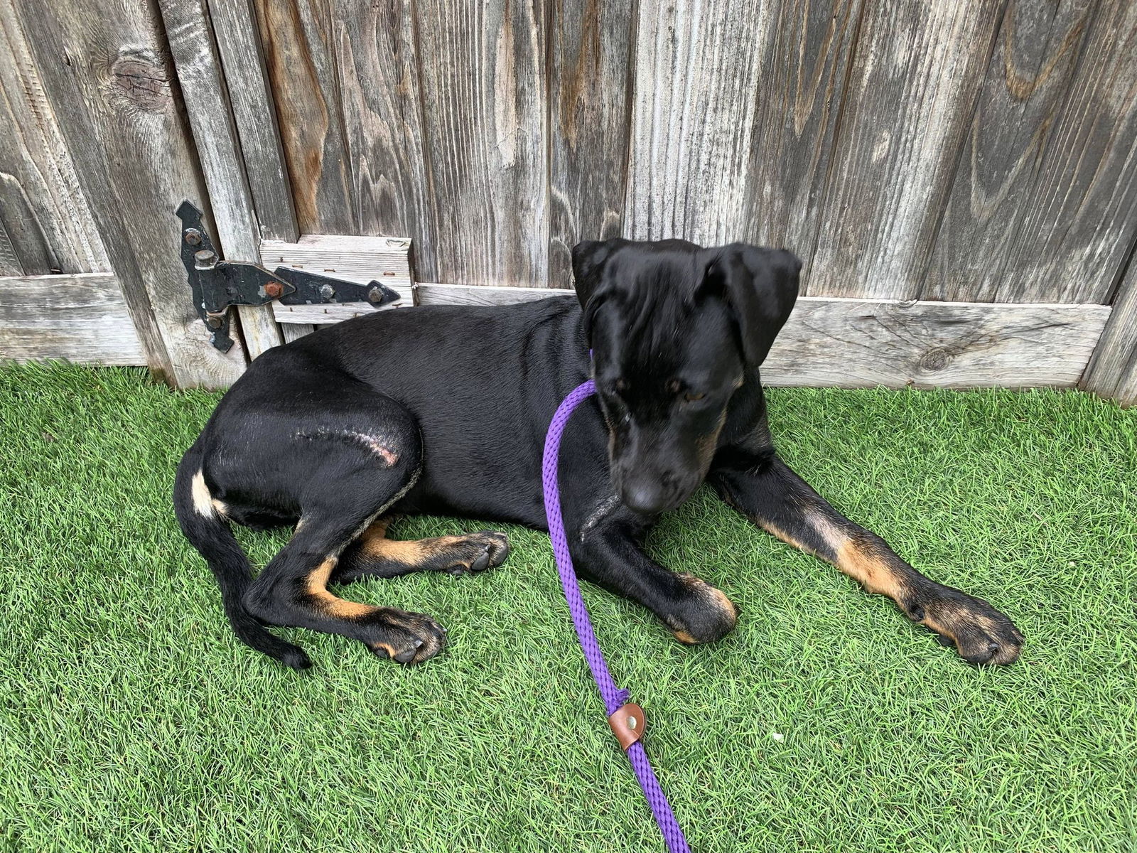 Penny (formally Patty), an adoptable Labrador Retriever in San Diego, CA, 92108 | Photo Image 3