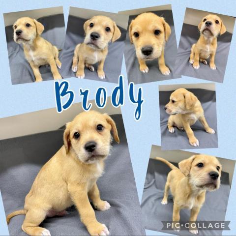 Brody