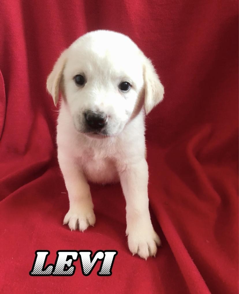 Levi