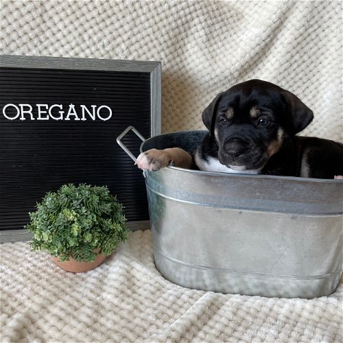 Oregano