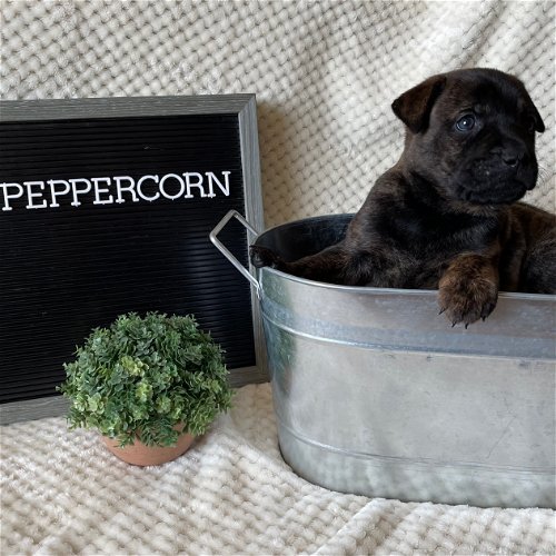 Peppercorn