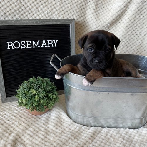 Rosemary