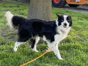 Border collie shepherd store mix for adoption