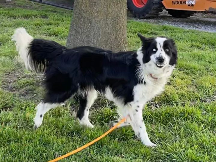 Grumby, an adoptable Border Collie in Chestertown, MD_image-1