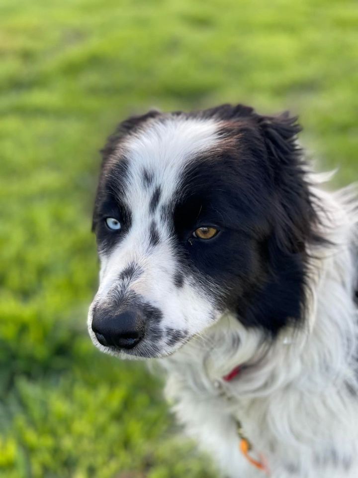 Border Collie, Adopt Me! Wiki