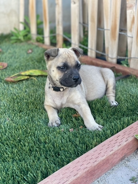 Mama Anne pup: Larimar