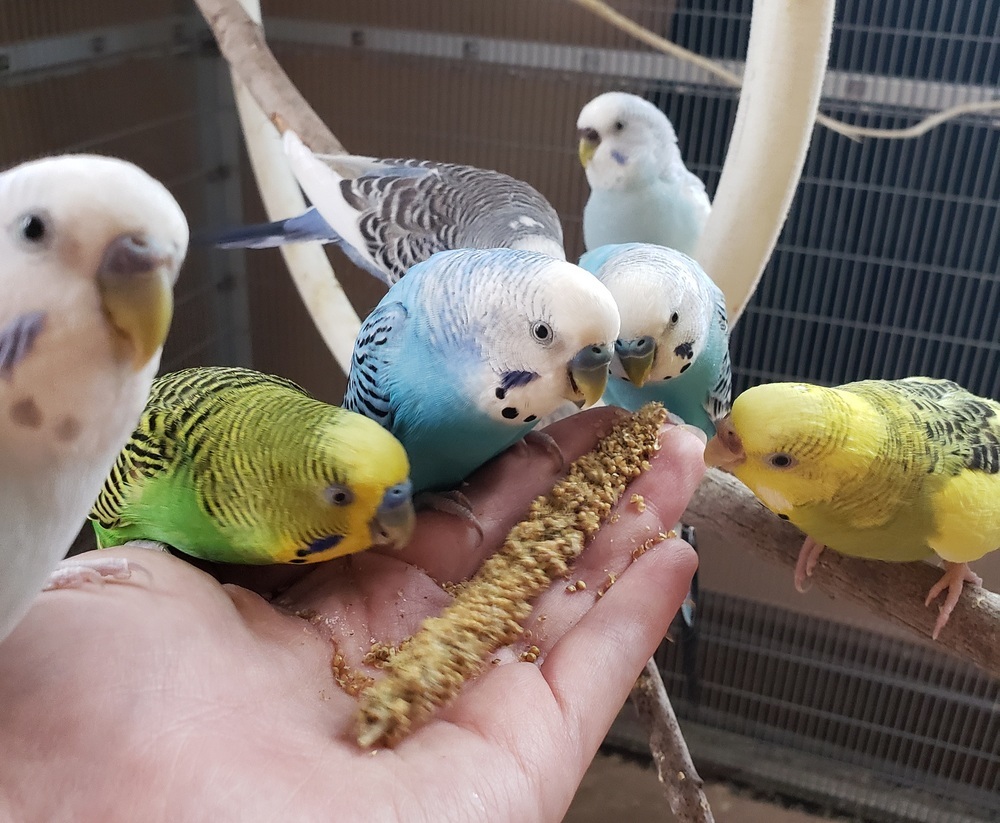 Budgie Adoptions detail page