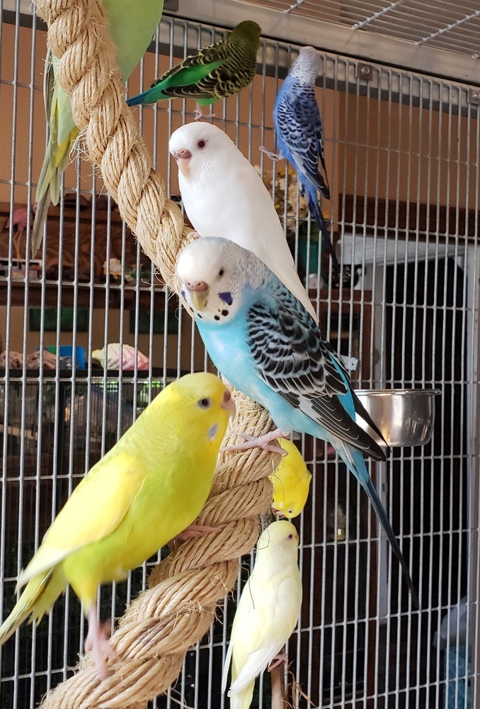 Parrot for adoption - Budgie Adoptions!, a Budgie / Budgerigar & Parakeet  (Other) Mix in Pittsburgh, PA