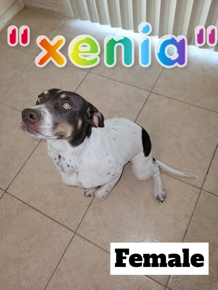 Xenia, an adoptable German Shorthaired Pointer & Pit Bull Terrier Mix in Rowlett, TX_image-2