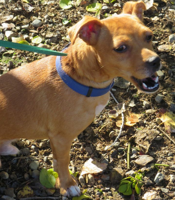 Frank 3, an adoptable Terrier & Dachshund Mix in Jamestown, CA_image-2