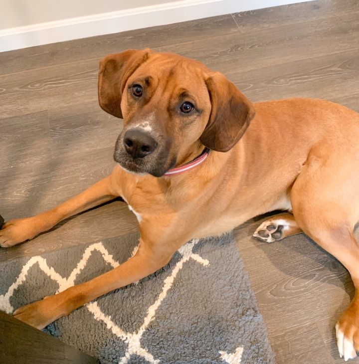 Dexter, an adopted Boxer & Yellow Labrador Retriever Mix in Cincinnati, OH_image-2