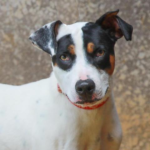 Loverboy, an adoptable Border Collie, Hound in Lihue, HI, 96766 | Photo Image 1