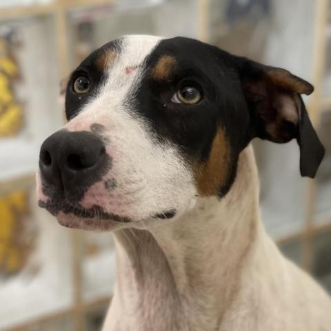 Loverboy, an adoptable Border Collie, Hound in Lihue, HI, 96766 | Photo Image 2