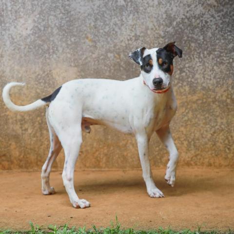 Loverboy, an adoptable Border Collie, Hound in Lihue, HI, 96766 | Photo Image 5