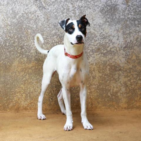 Loverboy, an adoptable Border Collie, Hound in Lihue, HI, 96766 | Photo Image 6