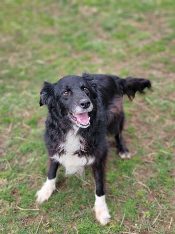 Dalton, an adopted Border Collie & Australian Shepherd Mix in South Charleston, OH_image-1
