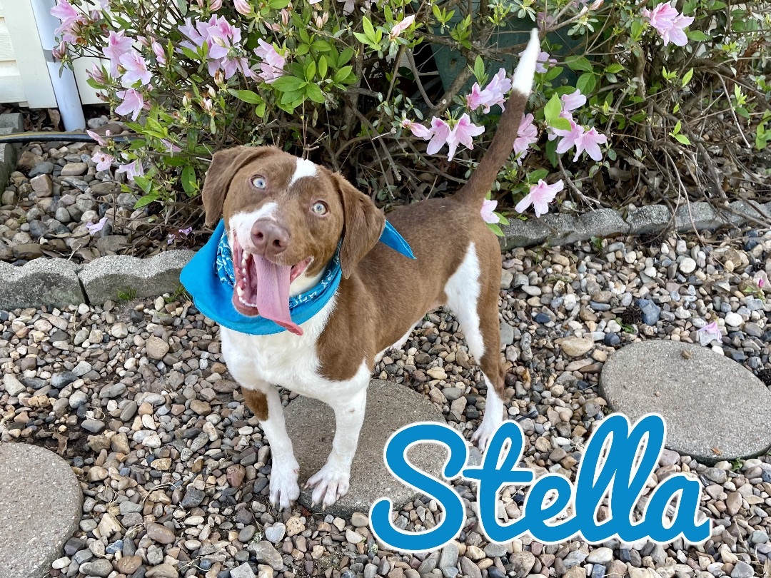 Stella in Texarkana AR/TX