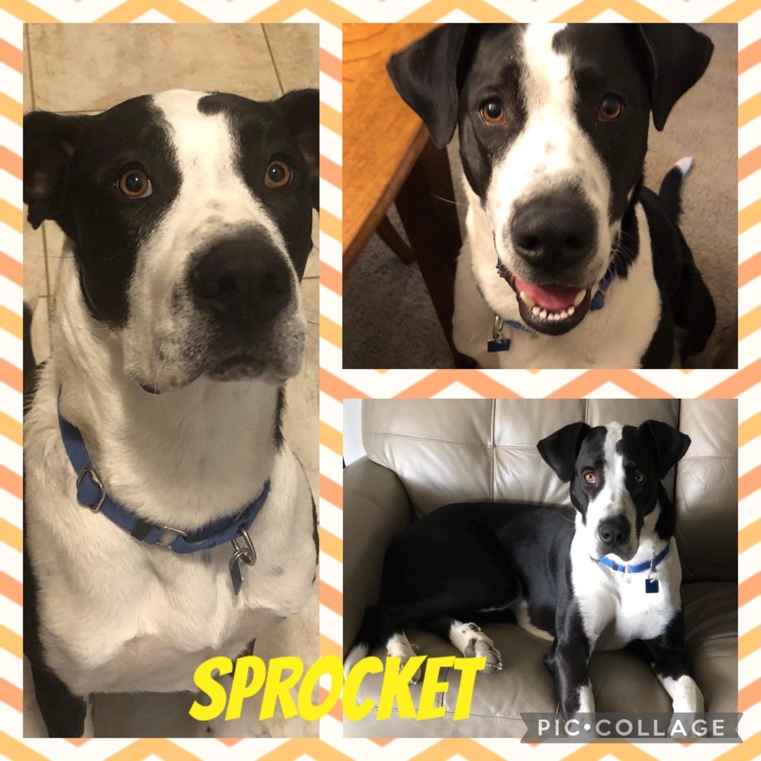 Sprocket